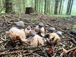 Attēlu rezultāti vaicājumam “Geastrum quadrifidum”