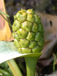 Attēlu rezultāti vaicājumam “Calla palustris flower”