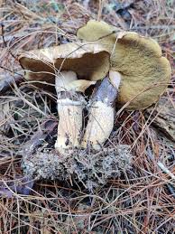 Attēlu rezultāti vaicājumam “Suillus luteus”