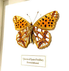 Attēlu rezultāti vaicājumam “Issoria lathonia upperside”