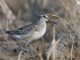 Attēlu rezultāti vaicājumam “Calidris falcinellus adult”