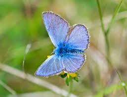 Attēlu rezultāti vaicājumam “Polyommatus icarus male”