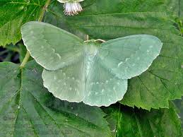 Attēlu rezultāti vaicājumam “Geometra papilionaria”