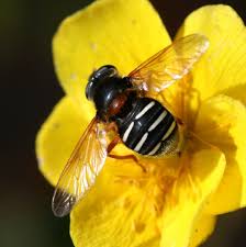 Attēlu rezultāti vaicājumam “Sericomyia lappona”