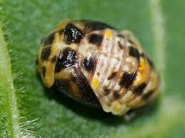 Attēlu rezultāti vaicājumam “Adalia decempunctata”