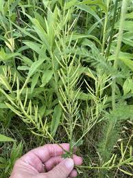 Attēlu rezultāti vaicājumam “Barbarea vulgaris subsp. arcuata fruit”