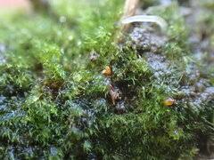 Attēlu rezultāti vaicājumam “Ephemerum serratum”