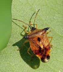 Attēlu rezultāti vaicājumam “Elasmucha ferrugata”