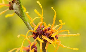 Attēlu rezultāti vaicājumam “Hamamelis japonica bud”