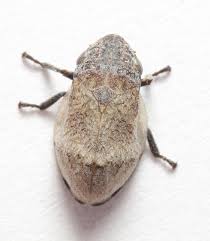 Attēlu rezultāti vaicājumam “Aphrophoridae”