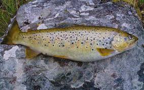 Image result for Salmo dentex