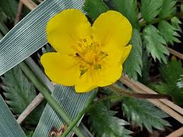 Attēlu rezultāti vaicājumam “Potentilla arenaria flower”