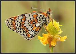 Attēlu rezultāti vaicājumam “Melitaea cinxia underside”