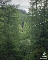 Image result for Go Ape! Dalby
