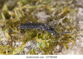 Attēlu rezultāti vaicājumam “Phosphaenus hemipterus”