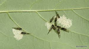 Attēlu rezultāti vaicājumam “Drepanosiphum platanoidis”