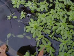 Attēlu rezultāti vaicājumam “Callitriche verna flower”