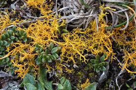 Attēlu rezultāti vaicājumam “Caloplaca scopularis”