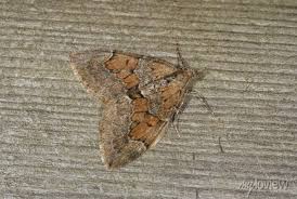 Attēlu rezultāti vaicājumam “Thera variata”