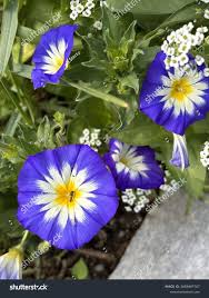 Image result for Convolvulus tricolor