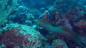 Image result for Gymnothorax funebris