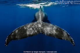 Image result for Megaptera novaeangliae