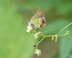 Attēlu rezultāti vaicājumam “Comatricha fragilis stalked”