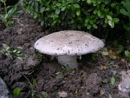 Attēlu rezultāti vaicājumam “Amanita strobiliformis”