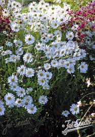 Image result for Leucanthemella serotina