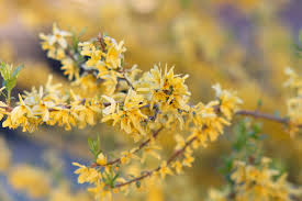 Attēlu rezultāti vaicājumam “Forsythia suspensa flower”