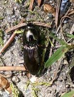 Attēlu rezultāti vaicājumam “Selatosomus aeneus”