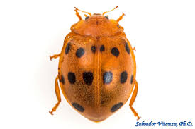 Attēlu rezultāti vaicājumam “Coccinellidae”