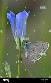 Attēlu rezultāti vaicājumam “Maculinea alcon female”