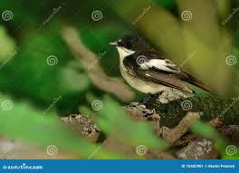 Attēlu rezultāti vaicājumam “Ficedula hypoleuca male”