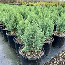 Attēlu rezultāti vaicājumam “Juniperus chinensis”
