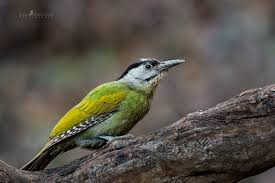 Attēlu rezultāti vaicājumam “Picus canus female”