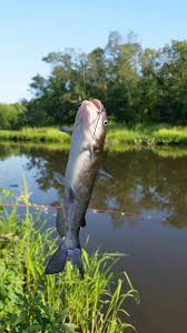 Image result for Ameiurus catus