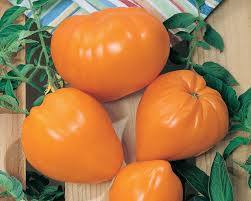 Afbeeldingsresultaat voor oranje van goeienbier tomato