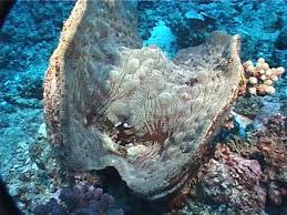 Image result for tridacna