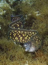 Image result for Muraena helena