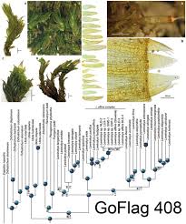 Attēlu rezultāti vaicājumam “Zygodon rupestris”