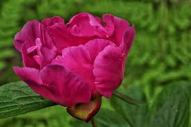 Image result for Pfingstrose