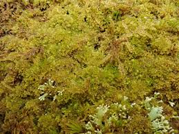 Attēlu rezultāti vaicājumam “Blepharostoma trichophyllum sporophyte”