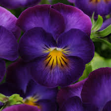 Attēlu rezultāti vaicājumam “Viola uliginosa flower”