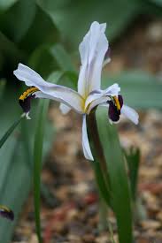Attēlu rezultāti vaicājumam “Iris rosenbachiana flower”