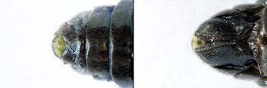 Attēlu rezultāti vaicājumam “Arge ustulata”