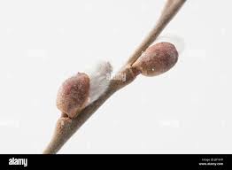 Attēlu rezultāti vaicājumam “Salix caprea male flower”