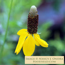 Image result for Ratibida columnifera