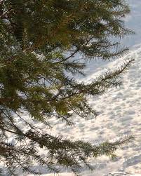 Attēlu rezultāti vaicājumam “Trichia contorta young”