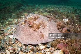 Image result for Torpedo marmorata